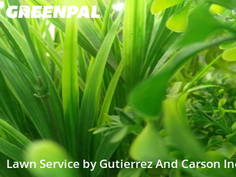Grass Cuttingin Denver,80221,Lawn Service by Gutierrez And Gut, work completed in Dec , 2025